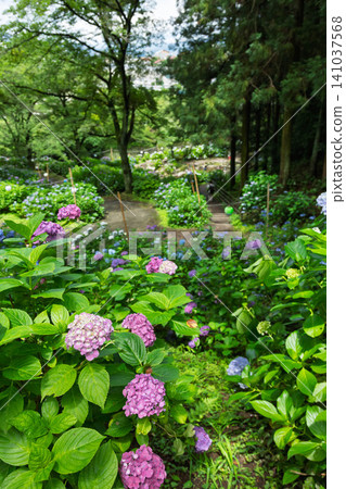 Onoike Hydrangea Park, Shibukawa City, Gunma Prefecture Onoike Hydrangea Park, Shibukawa City, Gunma Prefecture 141037568