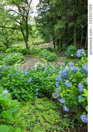 Onoike Hydrangea Park, Shibukawa City, Gunma Prefecture Onoike Hydrangea Park, Shibukawa City, Gunma Prefecture 141037569