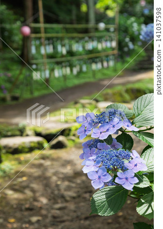 Onoike Hydrangea Park, Shibukawa City, Gunma Prefecture Onoike Hydrangea Park, Shibukawa City, Gunma Prefecture 141037598