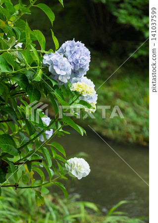 Onoike Hydrangea Park, Shibukawa City, Gunma Prefecture Onoike Hydrangea Park, Shibukawa City, Gunma Prefecture 141037599