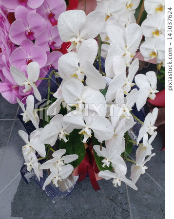 白色蝴蝶蘭花 白色蝴蝶蘭花 141037624