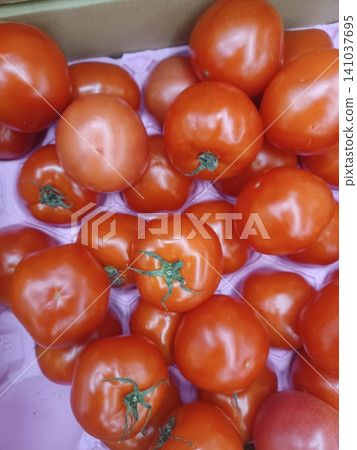 Harvested tomatoes Harvested tomatoes 141037695