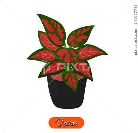 美麗銀皇后盆栽,水彩風格手繪向量圖 美麗銀皇后盆栽,水彩風格手繪向量圖 141037752