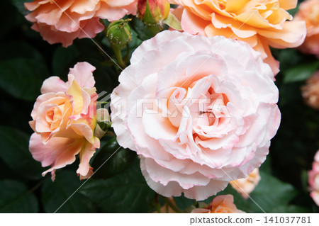 amazing peach-pink color rose blossoming at cloudy day. close up amazing peach-pink color rose blossoming at cloudy day. close up 141037781