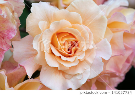amazing pink-apricot color peony type roses Augusta Luise sort blossoming at cloudy day. macro amazing pink-apricot color peony type roses Augusta Luise sort blossoming at cloudy day. macro 141037784