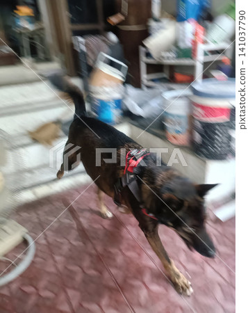 Dog harness motion patio tile black dog walking with blurred background Dog harness motion patio tile black dog walking with blurred background 141037790