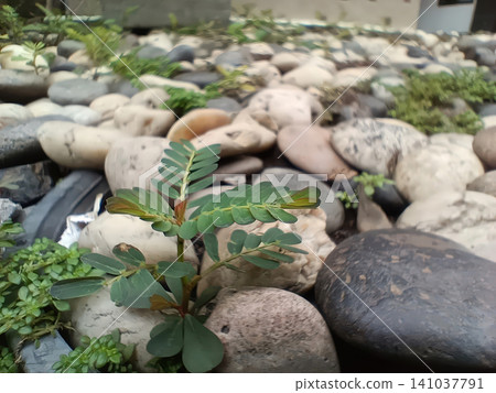 Young plant, green leaf, pebble, stone among garden rock with soft background 141037791
