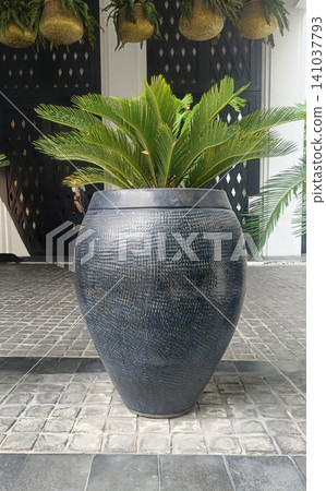 Potted plant, ceramic pot, palm leaf, gray tile beside modern entrance 141037793