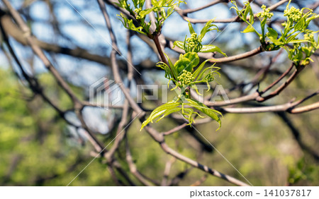 Developing Flower Clusters of Sakhalin Cork Tree Developing Flower Clusters of Sakhalin Cork Tree 141037817