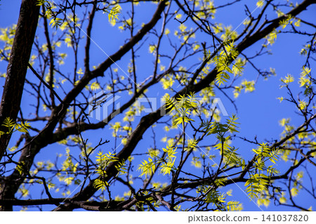 Sakhalin Cork Tree Spring Canopy with Fresh Emerging Foliage 141037820