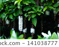 玉蕊 141038777