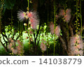玉蕊 141038779