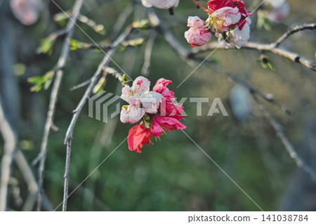 春天,萌芽 #118 春天,萌芽 #118 141038784