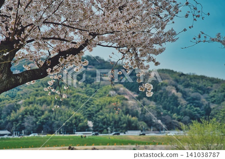 春天,萌芽 #112 春天,萌芽 #112 141038787