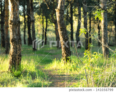 A quiet dirt path winds through the dense forest, where towering trees rise and lush undergrowth flourishes in the soft sunlight A quiet dirt path winds through the dense forest, where towering trees rise and lush undergrowth flourishes in the soft sunlight 141038799
