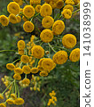 Yellow Tansy Flowers Blooming in Summer Meadow 141038999