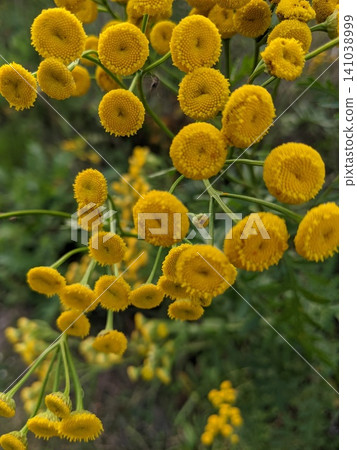 Yellow Tansy Flowers Blooming in Summer Meadow 141038999
