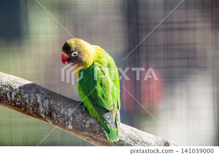 Colorful parrot in a cage at a zoo. 141039000