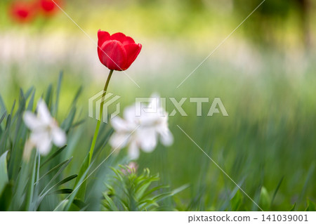 Closeup of red tulip flowers blooming in spring garden outdoors. Closeup of red tulip flowers blooming in spring garden outdoors. 141039001