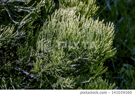 Detailed Close Up of Japanese Cedar Needles Detailed Close Up of Japanese Cedar Needles 141039160