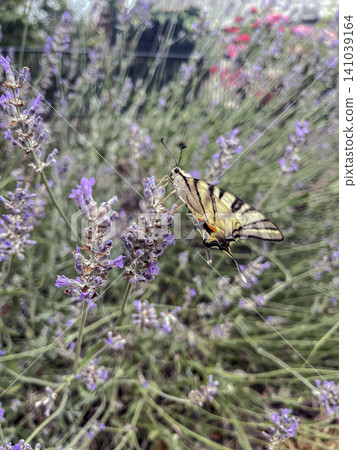 Scarce Swallowtail Feeding on Common Lavender Flowers Scarce Swallowtail Feeding on Common Lavender Flowers 141039164