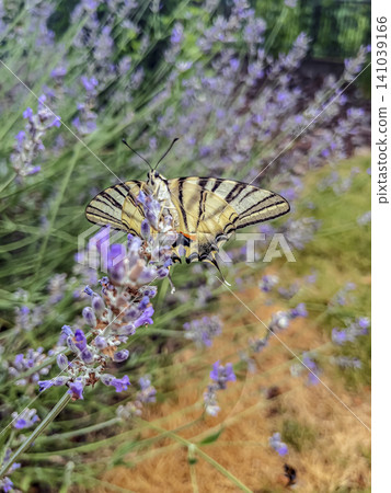 European Scarce Swallowtail Butterfly Collecting Nectar from Lavender European Scarce Swallowtail Butterfly Collecting Nectar from Lavender 141039166