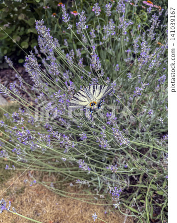 Scarce Swallowtail Butterfly Visiting Lavender Flowers in Summer Garden Scarce Swallowtail Butterfly Visiting Lavender Flowers in Summer Garden 141039167