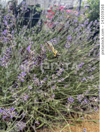 Scarce Swallowtail Butterfly Hovering Above Lavender Blossoms 141039168