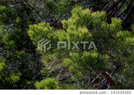 Young Japanese Cedar Foliage in Botanical Garden Young Japanese Cedar Foliage in Botanical Garden 141039169