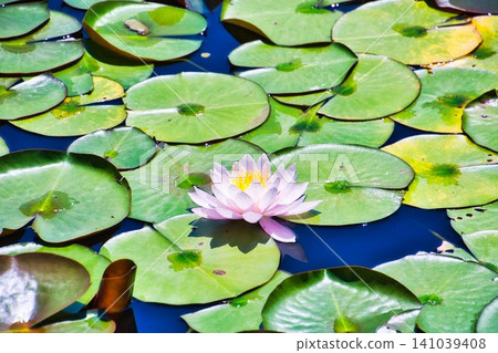 Water lily Water lily 141039408