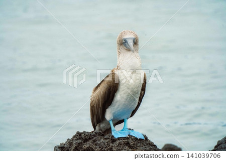#1 that inhabits the Galapagos #1 that inhabits the Galapagos 141039706