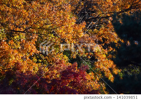 Beautifully colored maple leaves Beautifully colored maple leaves 141039851