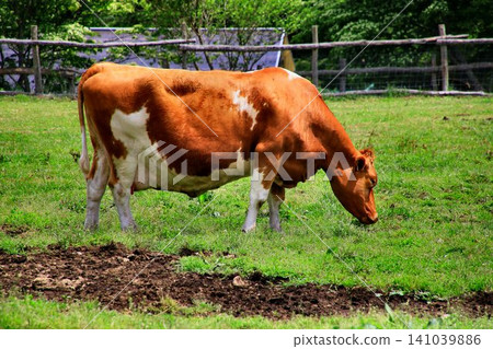 The milk produced by the Guernsey breed is rich, smooth, and has a high milk content with little bitterness... The milk produced by the Guernsey breed is rich, smooth, and has a high milk content with little bitterness... 141039886