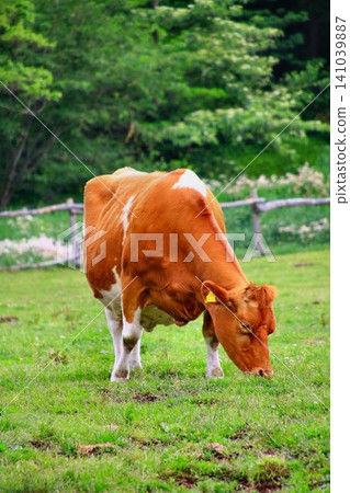 The milk produced by the Guernsey breed is rich, smooth, and has a high milk content with little bitterness... The milk produced by the Guernsey breed is rich, smooth, and has a high milk content with little bitterness... 141039887