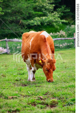 The milk produced by the Guernsey breed is rich, smooth, and has a high milk content with little bitterness... The milk produced by the Guernsey breed is rich, smooth, and has a high milk content with little bitterness... 141039888