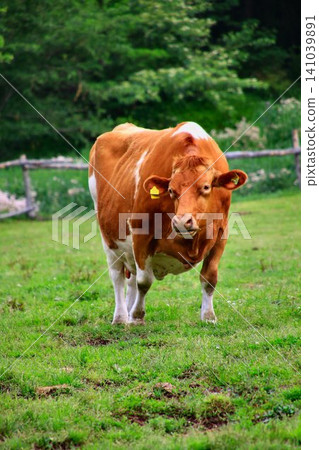 The milk produced by the Guernsey breed is rich, smooth, and has a high milk content with little bitterness... The milk produced by the Guernsey breed is rich, smooth, and has a high milk content with little bitterness... 141039891