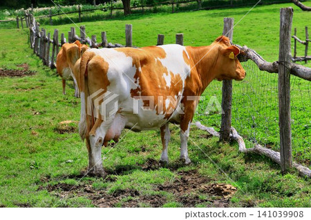 The milk produced by the Guernsey breed is rich, smooth, and has a high milk content with little bitterness... The milk produced by the Guernsey breed is rich, smooth, and has a high milk content with little bitterness... 141039908