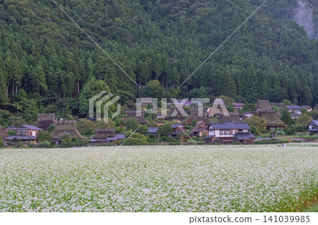 A buckwheat field in the deepening autumn, photographed in thatched-roof village, Miyama-cho, Nantan City, Kyoto Prefecture. A buckwheat field in the deepening autumn, photographed in thatched-roof village, Miyama-cho, Nantan City, Kyoto Prefecture. 141039985