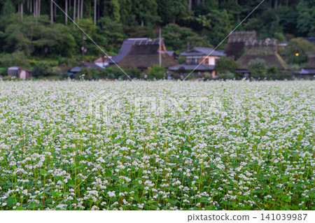 秋意漸濃時,京都府南丹市宮山町茅草屋頂村莊裡的一片蕎麥田。 秋意漸濃時,京都府南丹市宮山町茅草屋頂村莊裡的一片蕎麥田。 141039987