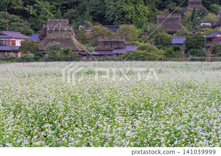 秋意漸濃時,京都府南丹市宮山町茅草屋頂村莊裡的一片蕎麥田。 秋意漸濃時,京都府南丹市宮山町茅草屋頂村莊裡的一片蕎麥田。 141039999