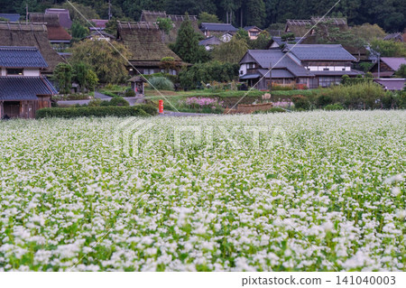 秋意漸濃時，京都府南丹市宮山町茅草屋頂村莊裡的一片蕎麥田。 141040003