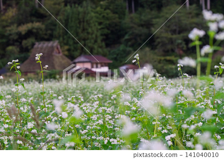 A buckwheat field in the deepening autumn, photographed in thatched-roof village, Miyama-cho, Nantan City, Kyoto Prefecture. A buckwheat field in the deepening autumn, photographed in thatched-roof village, Miyama-cho, Nantan City, Kyoto Prefecture. 141040010