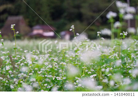 A buckwheat field in the deepening autumn, photographed in thatched-roof village, Miyama-cho, Nantan City, Kyoto Prefecture. A buckwheat field in the deepening autumn, photographed in thatched-roof village, Miyama-cho, Nantan City, Kyoto Prefecture. 141040011