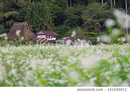 A buckwheat field in the deepening autumn, photographed in thatched-roof village, Miyama-cho, Nantan City, Kyoto Prefecture. A buckwheat field in the deepening autumn, photographed in thatched-roof village, Miyama-cho, Nantan City, Kyoto Prefecture. 141040012
