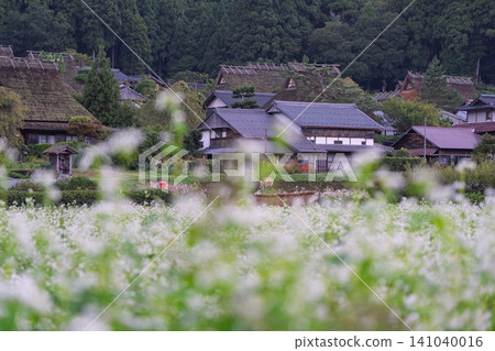 A buckwheat field in the deepening autumn, photographed in thatched-roof village, Miyama-cho, Nantan City, Kyoto Prefecture. A buckwheat field in the deepening autumn, photographed in thatched-roof village, Miyama-cho, Nantan City, Kyoto Prefecture. 141040016