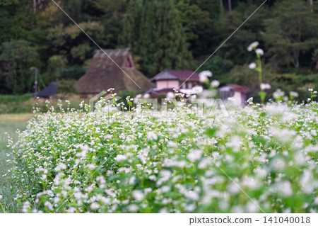 秋意漸濃時,京都府南丹市宮山町茅草屋頂村莊裡的一片蕎麥田。 秋意漸濃時,京都府南丹市宮山町茅草屋頂村莊裡的一片蕎麥田。 141040018