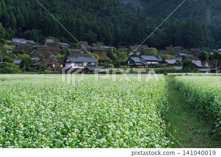 秋意漸濃時,京都府南丹市宮山町茅草屋頂村莊裡的一片蕎麥田。 秋意漸濃時,京都府南丹市宮山町茅草屋頂村莊裡的一片蕎麥田。 141040019