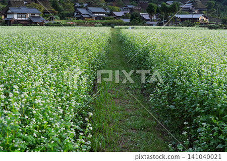 秋意漸濃時,京都府南丹市宮山町茅草屋頂村莊裡的一片蕎麥田。 秋意漸濃時,京都府南丹市宮山町茅草屋頂村莊裡的一片蕎麥田。 141040021