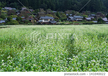 秋意漸濃時,京都府南丹市宮山町茅草屋頂村莊裡的一片蕎麥田。 秋意漸濃時,京都府南丹市宮山町茅草屋頂村莊裡的一片蕎麥田。 141040022