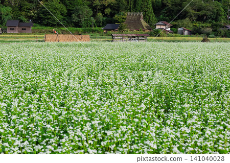 A buckwheat field in the deepening autumn, photographed in thatched-roof village, Miyama-cho, Nantan City, Kyoto Prefecture. 141040028